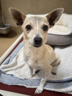 DORIS DAY, Adult Female Chihuahua
