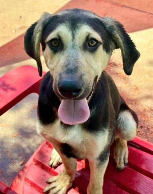 AHAB, Young Male German Shepherd Dog