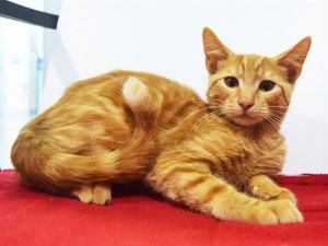 YOGI, Baby Male Domestic Short Hair