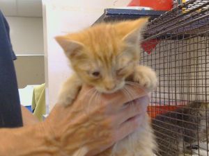 JOSIAH, Baby Male Domestic Short Hair