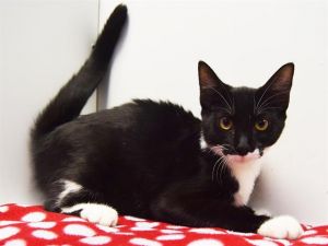 STARR, Young Female Domestic Short Hair