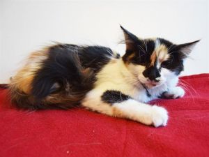 CARDI B, Baby Female Domestic Medium Hair
