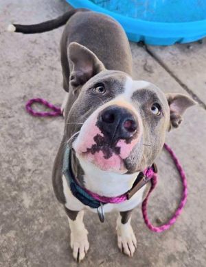 NOVA, Adult Female Pit Bull Terrier