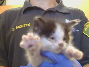 POUNCER, Baby Male Domestic Short Hair