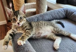 TAHOMA, Baby Female Domestic Short Hair