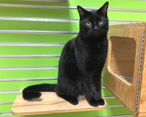 ASPEN, Adult Male Domestic Short Hair