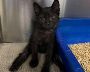 LIP, Baby Male Domestic Short Hair