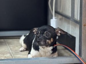 IMELDA, Young Female Chihuahua