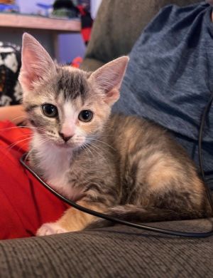 JEWEL, Baby Female Domestic Short Hair
