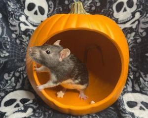 BEAN, Adult Female Rat