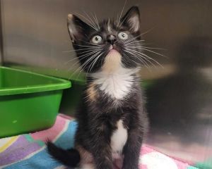 LILIANA, Baby Female Domestic Short Hair