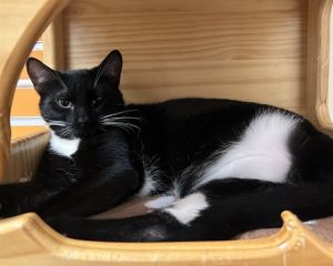 FUEGO, Young Male Domestic Short Hair