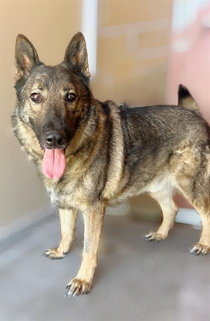 RIPLEY, an adoptable German Shepherd Dog in Blythe, CA, 92225 | Photo Image 1