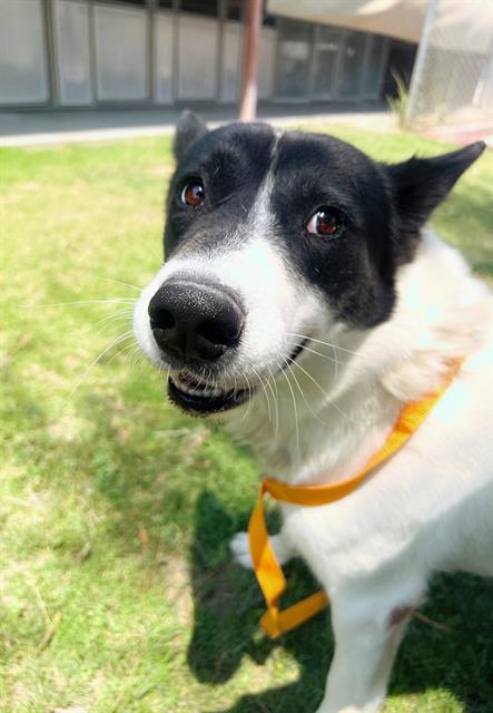 BEAUFORD, an adoptable Border Collie, Mixed Breed in Blythe, CA, 92225 | Photo Image 1