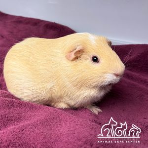 BUTTER, Senior Male Guinea Pig