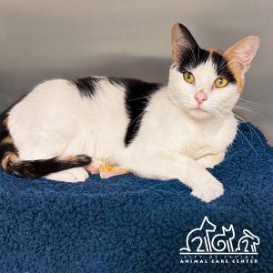 POSEY, Young Female Domestic Short Hair