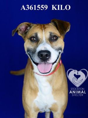 KILO, Adult Male Pit Bull Terrier