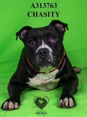 CHASITY, Adult Female Pit Bull Terrier