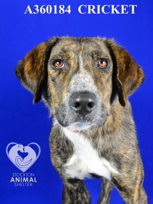 CRICKET, Adult Female Plott Hound