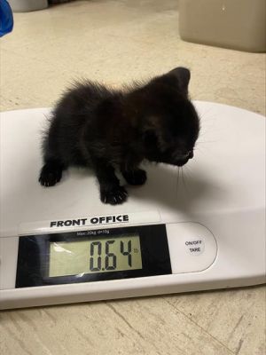 A360638, Baby Male Domestic Short Hair