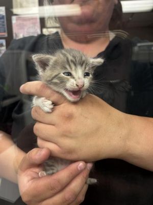 JACK, Baby Male Domestic Short Hair