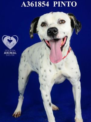 PINTO, Young Female Dalmatian