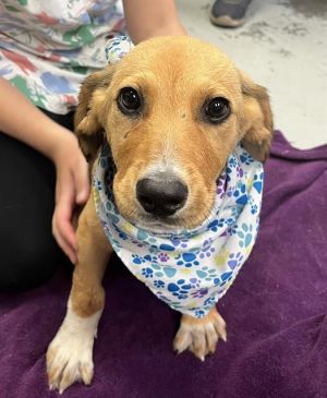 FINCH, Young Female Plott Hound