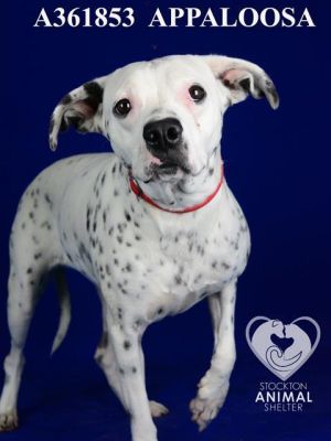 APPALOOSA, Young Female Dalmatian