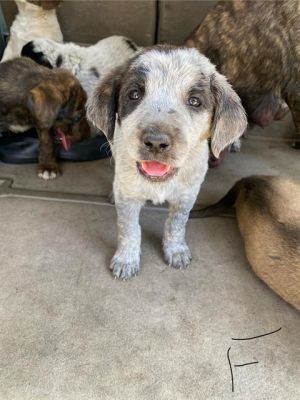 WREN, Young Female Dutch Shepherd