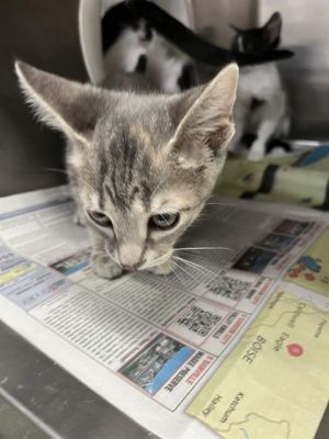RIO, Baby Female Domestic Short Hair
