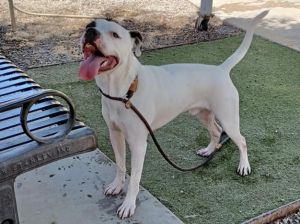 STITCH, Young Male Pit Bull Terrier