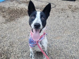 OREO, Young Male Australian Cattle Dog / Blue Heeler