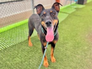 ROY, Adult Male German Shepherd Dog