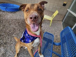 NELLO, Young Male Pit Bull Terrier