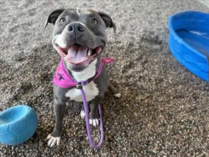 DIAMOND, Young Female Pit Bull Terrier
