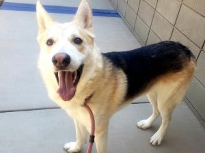 DEVINE, Adult Male German Shepherd Dog