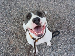 MOLLY, Adult Female Pit Bull Terrier