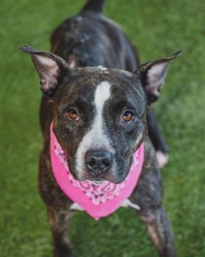 CHICHI American Staffordshire Terrier Dog