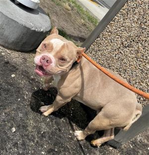DUKE American Bulldog Dog