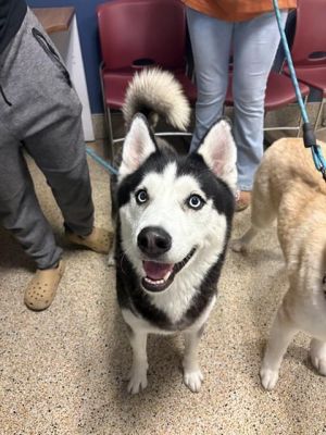 WINTER, Young Male Siberian Husky