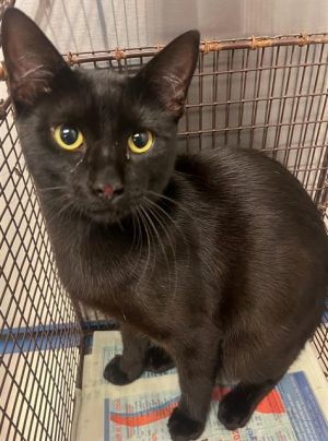 JAKE, Young Male Domestic Short Hair