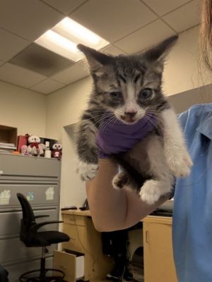 STRIPES Domestic Short Hair Cat