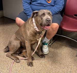 KALA, Adult Female Cane Corso