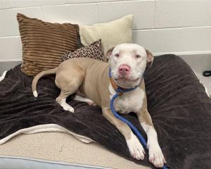 SAMSON Pit Bull Terrier Dog