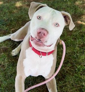 SAMSON Pit Bull Terrier Dog
