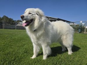 INARA Great Pyrenees Dog