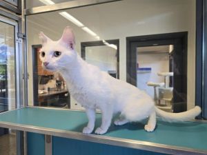 RAVINE Domestic Short Hair Cat