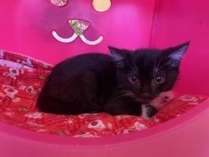 MISSY Domestic Short Hair Cat