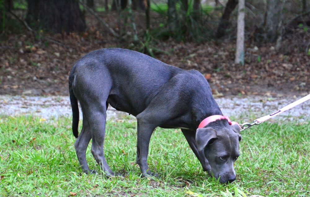 Josie