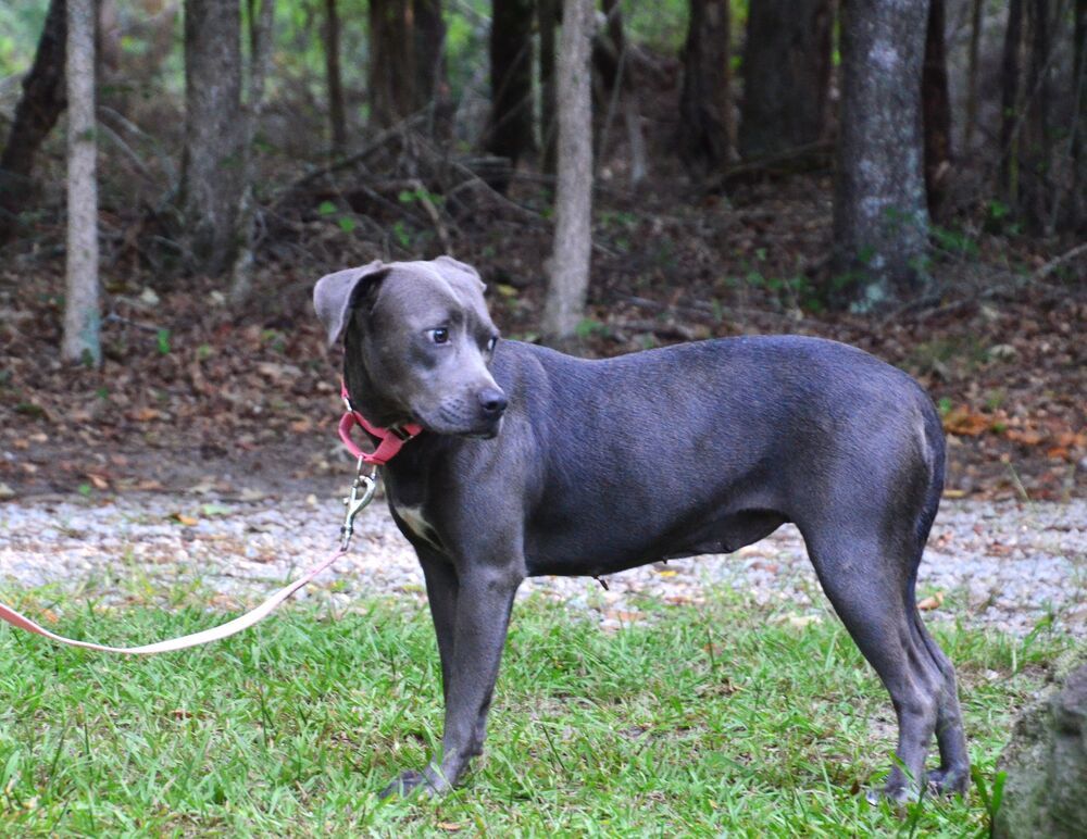 Josie